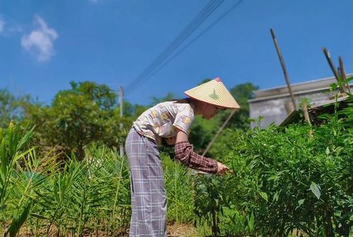 别再用回家种田骂人了,背后是数千万个中国人的心灵归宿