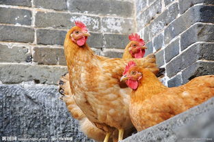 肉鸡催肥秘诀,让消费者吃的放心,养殖户养的安心的催肥方案 