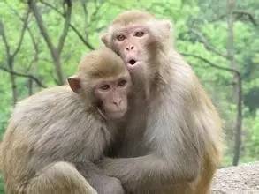 美科学家用抗体治疗让猕猴控制类HIV,效果可持续6个月