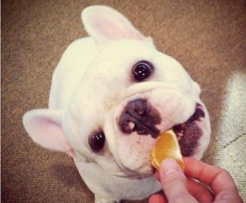 狗狗多大可以吃水果 让小编告诉你