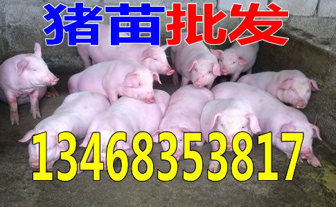 郑州今年仔猪小猪苗价格是多少