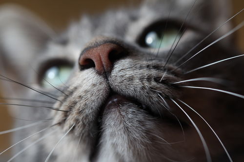 猫眼睛发炎要几天才能好,兽医 单纯结膜炎一周内可以好转