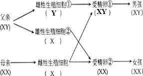 生男生女到底是怎么回事 生男生女的机会是否均等 是人们普遍关注的问题.某班生物科代表经过学习探究后绘制的生男生女图解如图.请据图回答. 1 图中括号内XY表示性染色体 