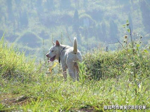 农村最优秀的4种猎犬,擅长山地捕猎,如今纯种的十分珍贵