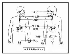 玛咖是怎样调理内分泌的 