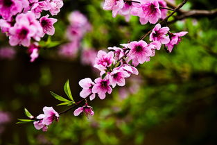 万朵桃花显你能 万朵桃花一树生