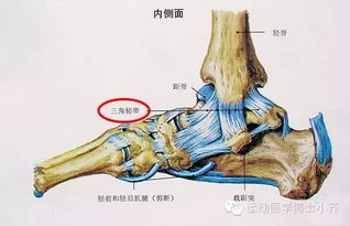 脚踝内侧伤病威胁帕托，费莱尼履行使命