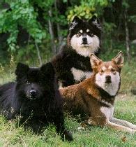 求这只狗狗品种名 谢谢 朋友送的,说是俄罗斯品种,但网上找不到图片和 信息 打架很厉害 