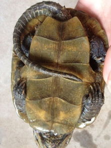 越南 鹰嘴龟价格 多少一斤 谁知道 
