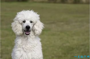 世界十大最容易训练的狗品种 贵宾犬仅在第七位