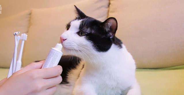 第一次给我家猫咪刷牙,我被它骂了一晚上