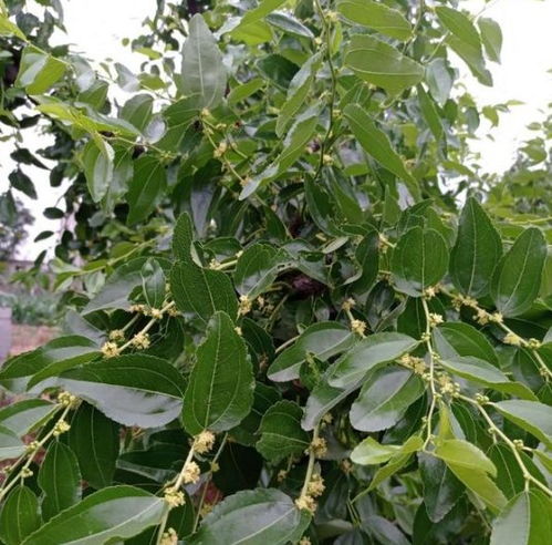 枣树开花不结果怎么办 