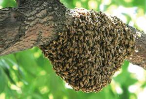蜜蜂分蜂高发期是几月份 