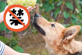 狗为什么不能吃葡萄（泰迪吃了5个葡萄要紧吗）