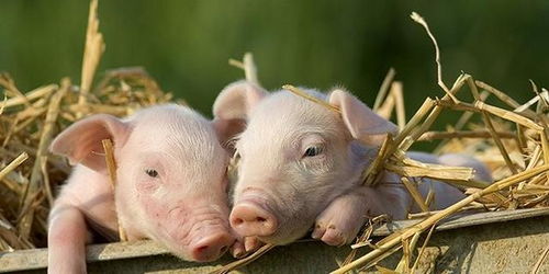 哺乳仔猪和断奶仔猪饲喂有区别,养殖户需注意什么来预防仔猪腹泻