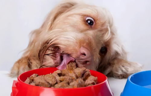 狗狗最爱的几种食物,挑食狗都能 吃精光