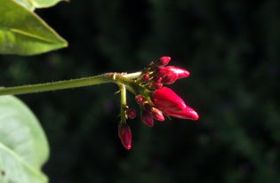 菊花的全诗意思探析，菊花的全诗意思是什么