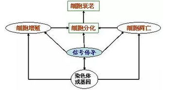 请用下面几个词构思一个完整的故事情节电灯.克隆.细胞.篮球.股票.春天