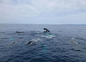 澳洲海豹胆大包天 骑鲸鱼身上玩冲浪