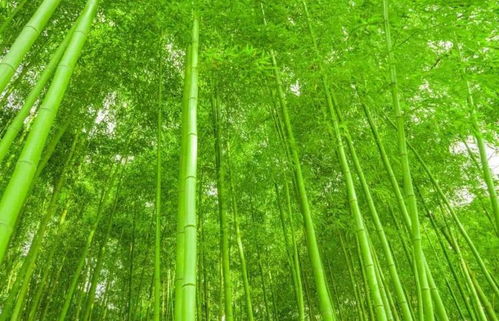 十大顶级竹子品种排名 竹子最贵的五大品种