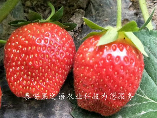 京御香草莓苗 京御香草莓苗价格