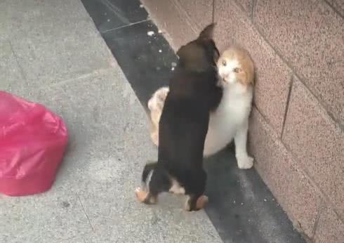 小奶狗和大橘猫打架场面激烈,看到结局网友表示 这只狗子不简单