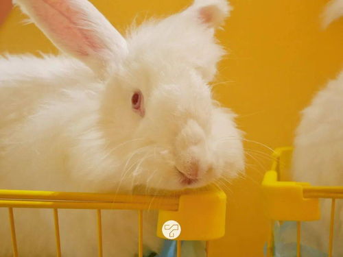 深圳首家 20 只安哥拉巨兔在线营业,集体卖萌放电,随便RUA