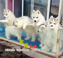 北京哈士奇幼犬出售 三个月大 哈士奇价格 