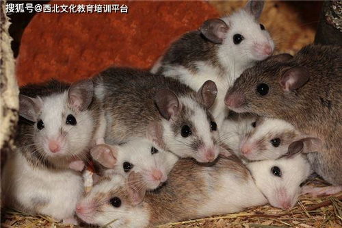 中国古代关于 鼠 的那些事