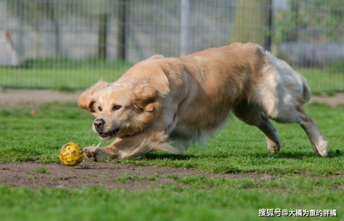 犬界里最贪吃的6种狗狗, 雪橇三傻 都聚齐了,你喂得起吗