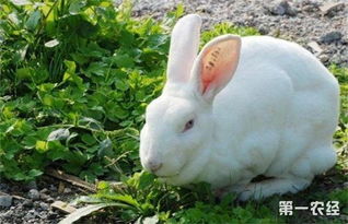 兔子养殖技术 兔子饲喂注意事项