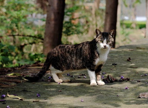 散养的猫与圈养的猫,有哪些区别,你真的知道吗