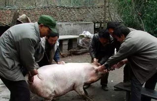 贵州农村杀年猪现场,胆小者勿进