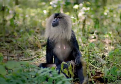 印度的猕猴爱吃菠萝蜜,看着满树果实,却偏要抢松鼠看上的那一颗