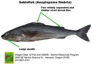 黑鳕鱼和银鳕鱼的区别 黑鳕鱼的做法 