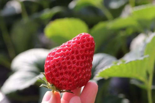 大草莓的前世今生 我们能吃到大草莓,得感谢310年前的法国007