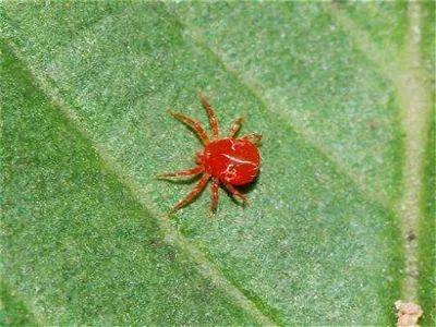 杀不死的红蜘蛛,你家的植物遭殃了吗 别慌,还能救