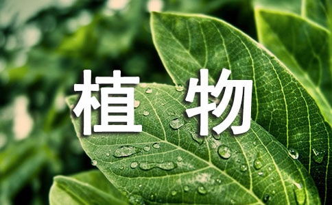 养植物心情好优美句子