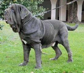 世界9大巨型犬,被咬一口血流不止 其实是温柔的大狗