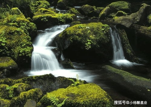 年底几十天大运一直好,财神送红包,富贵易求,鸿福易得的生肖