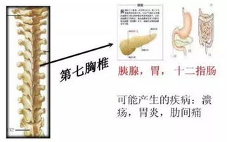 图解 从颈椎 脊椎到尾椎,隐藏的这108种疾病,不容忽视