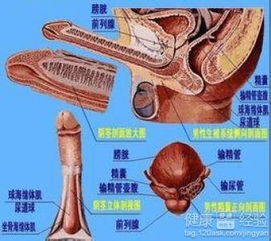 前列腺炎会导致射精无力吗