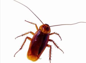 蟑螂怕香水或者花露水吗 