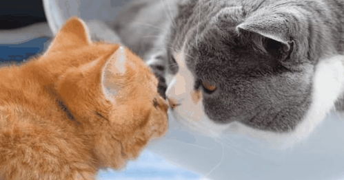 小橘猫初来乍到,很亲热地送上了 初吻