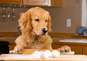 狗狗吃鸡蛋讲究多,这些误区你最好别犯