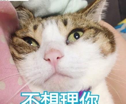 猫咪半个月没见到网友后,再一次相见,用这种方式表示思念