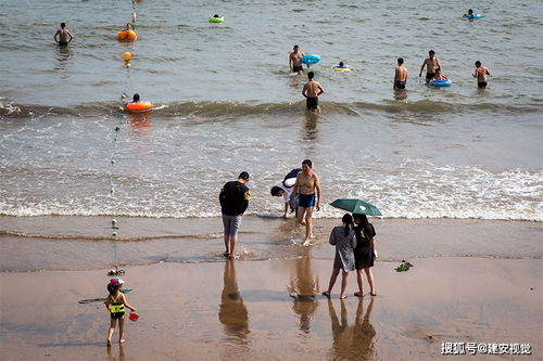 青岛栈桥海水浴场,游客在退潮后赶海拾海鲜,退潮时下海走走要注意安全