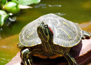 关于养小乌龟 巴西龟 的问题 
