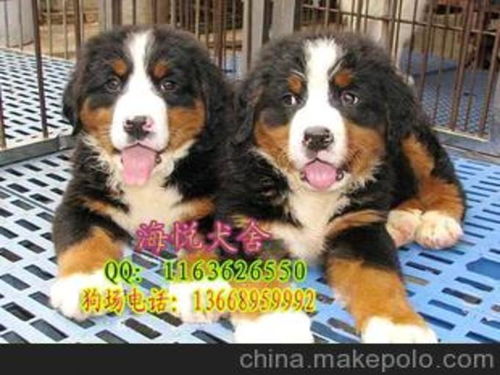广州买伯恩山 大型狗 小型狗 中型狗到海悦犬业到广州海悦犬业图片 