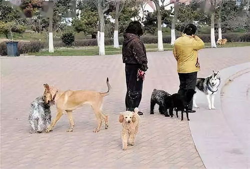 41种 安徽某城市禁养犬名录公布 土狗也不准养了